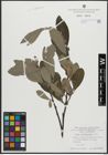 Foto von Salix appendiculata Vill.